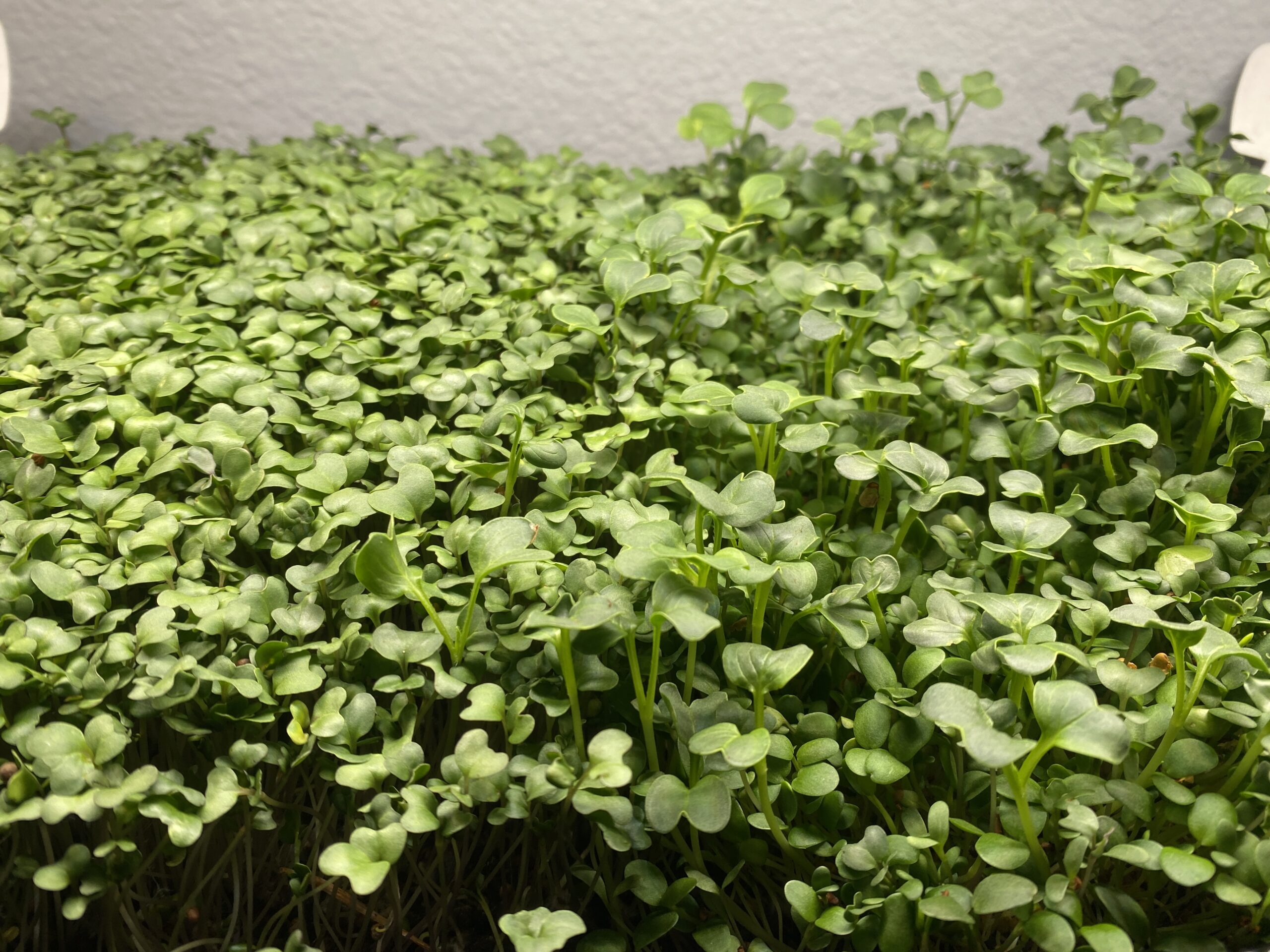 How to Grow Microgreens for Fresh Greens Year-Round