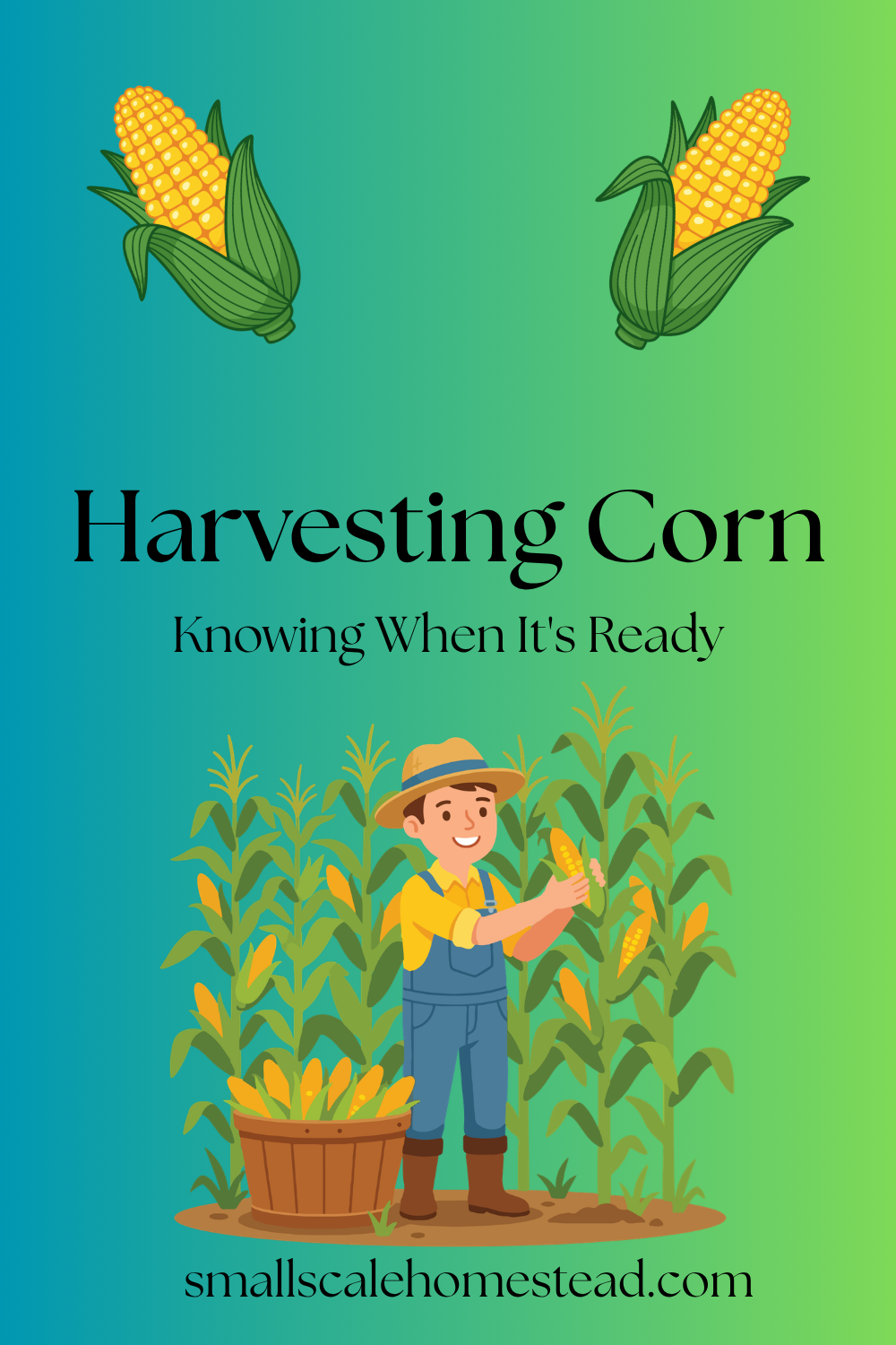 Harvesting Corn